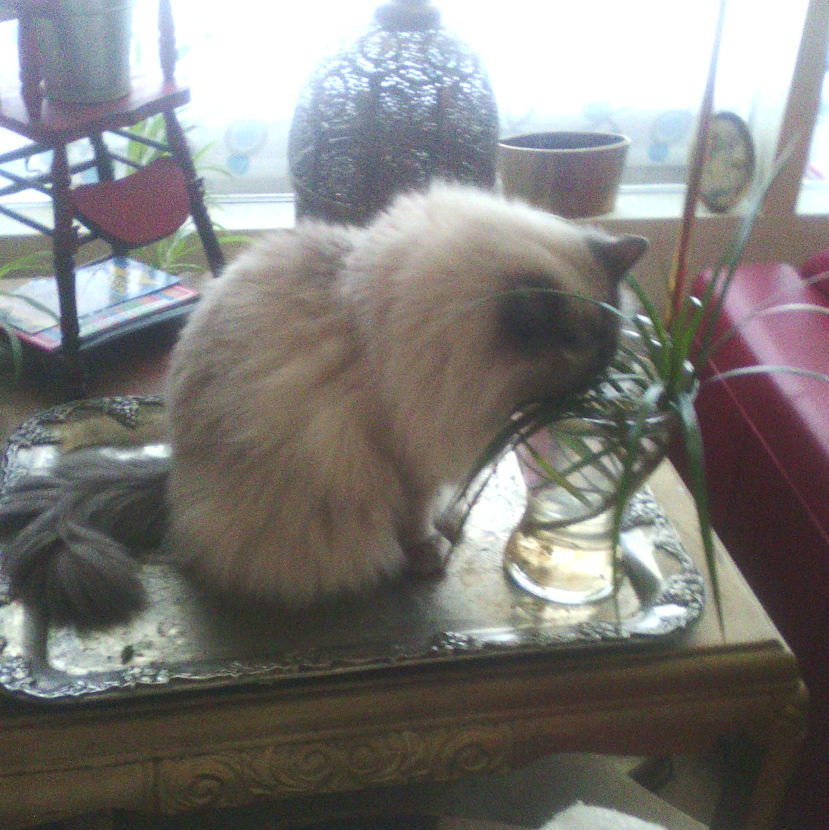 Snefnug